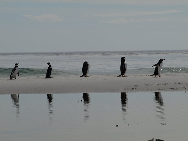 ../../Pictures/241209/148 Gentoo und Magellan.JPG